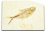 Fossil Fish (Diplomystus) - Wyoming #360725-1